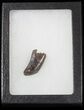 Tyrannosaur (Nanotyrannus) Tooth - Feeding Worn #62747-1